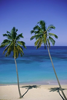 Palm trees on deserted beach, Antigua, Caribbean, West Indies, Central America