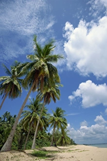 Phu Quoc Prints: Palm trees and deserted beach on the south side of