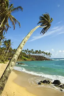 Sri Lanka Prints: Palm trees at the eastern end of the south coast whale watch surf beach at Mirissa