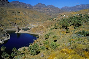Artificial Prints: Palm trees at Embalse de Fataga (artificial lake), Fataga, Gran Canaria