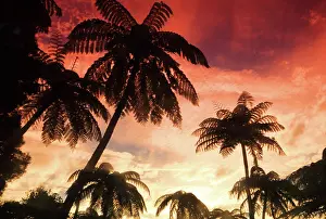 Fiji Prints: Palm trees, Fiji, South Pacific