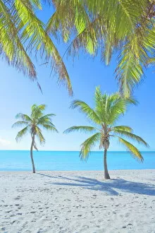 Images Dated 3rd January 2009: Palm trees on George Smathers Beach, Key West, Florida, United States of America