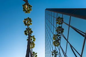 Arecaceae Prints: Palm trees and glass building, worm s-eye view, Hollywood, Los Angeles, California