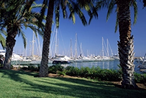 Palm trees and harbour
