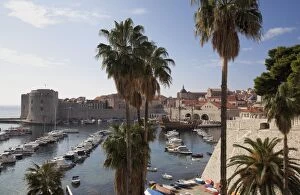 Dubrovnik Gallery: Palm trees and the harbour, Dubrovnik Old Town, Dubrovnik, Croatia, Europe