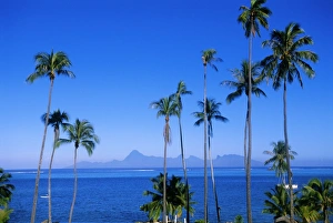 Tahiti Prints: Palm trees and island