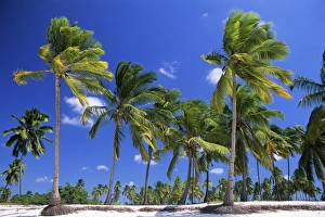 Jambiani Prints: Palm trees, Jambiani, island of Zanzibar, Tanzania, East Africa, Africa
