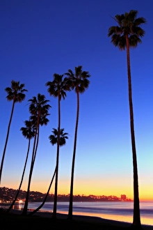 La Jolla Prints: Palm trees, La Jolla Shores Beach