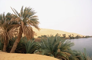 Libyan Prints: Palm trees and lake