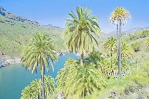 Palm trees and lake, Fataga, Gran Canaria, Canary Islands, Spain, Atlantic, Europe