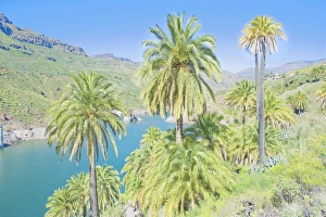 Images Dated 8th March 2007: Palm trees and lake, Fataga, Gran Canaria, Canary Islands, Spain, Atlantic, Europe