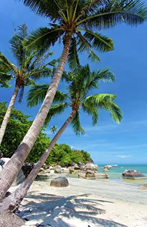 Koh Samui Prints: Palm trees and Lamai Beach, Koh Samui, Thailand, Southeast Asia, Asia