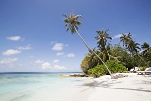 Palm trees lean over white sand, under a blue sky, on Bandos Island in The Maldives
