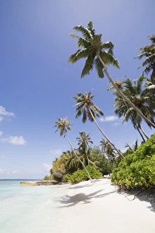 The Maldives Prints: Palm trees lean over white sand, under a blue sky, on Bandos Island in The Maldives