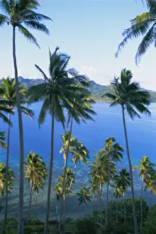 Incline Prints: Palm trees at Matangi island, Qamea island in background, Fiji, South Pacific islands
