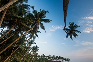 Mirissa Prints: Palm trees, Mirissa, Sri Lanka, Asia