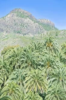 Palm trees and mountain, Gran Canaria, Canary Islands, Spain, Atlantic, Europe