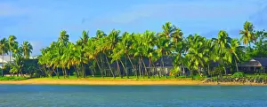 Fiji Prints: Palm trees, near Nadi, Viti Levu, Fiji, South Pacific