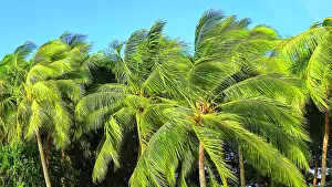 Fiji Prints: Palm trees, near Nadi, Viti Levu, Fiji, South Pacific
