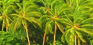 Fiji Prints: Palm trees, near Nadi, Viti Levu, Fiji, South Pacific
