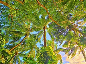 Fiji Prints: Palm trees, near Nadi, Viti Levu, Fiji, South Pacific
