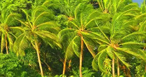 Wanderlust Prints: Palm trees, near Nadi, Viti Levu, Fiji, South Pacific