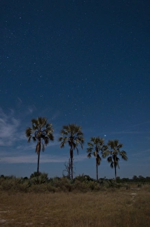 Images Dated 4th June 2009: Palm trees by night, Okavango Delta, Botswana, Africa