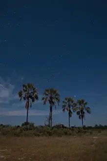 Delta Prints: Palm trees by night, Okavango Delta, Botswana, Africa