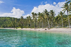Nippah Beach Prints: Palm trees, Nippah Beach, Lombok, West Nusa Tenggara, Indonesia, Southeast Asia, Asia