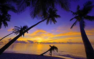 Palm trees and ocean at sunset, Maldives, Indian Ocean, Asia