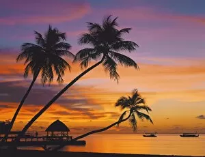 Palm trees and ocean at sunset, Maldives, Indian Ocean, Asia
