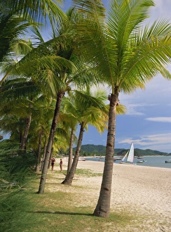 Langkawi Prints: Palm trees on Pelangi beach on Langkawi Island
