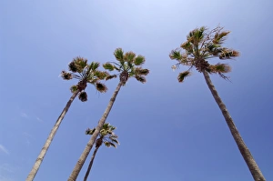 Playa De Las Americas Prints: Palm trees, Playa de las Americas, Tenerife, Canary Islands, Spain
