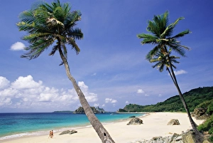 Pernambuco Prints: Palm trees at Praia do Conbceicao beach, Parque Nacional de Fernando de Noronha