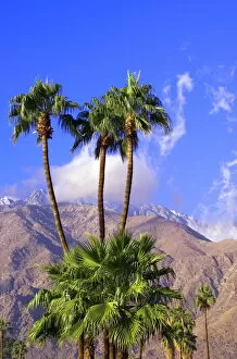 Palm trees with San Jacinto Peak in background, Palm Springs, California