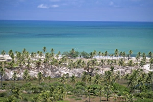 Rio Grande Do Norte Prints: Palm trees on sand dunes, Pitangui, Natal, Rio Grande do Norte state, Brazil