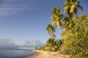 Sand Beach Prints: Palm trees on a sandy beach, Green Beach, Vieques, Puerto Rico, West Indies