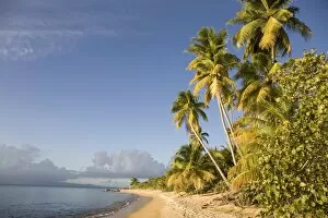 Palm trees on a sandy beach, Green Beach, Vieques, Puerto Rico, West Indies