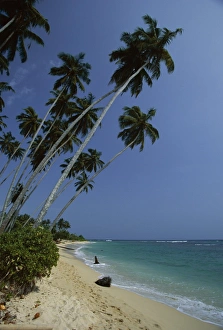 Palm trees and sandy beach on the south coast