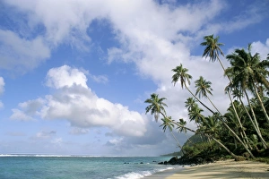 Palm Prints: Palm trees and sea