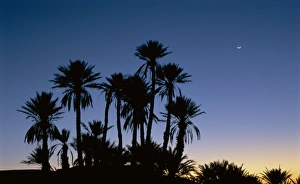 Oases Prints: Palm trees in silhouette at dawn