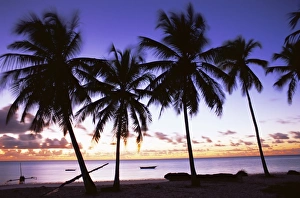 Tanzanian Prints: Palm trees in silhouette at dawn, Jambiani, Zanzibar, Tanzania, East Africa, Africa