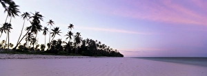 Rapport Prints: Palm trees in silhouette near Bweju, island of Zanzibar, Tanzania, East Africa, Africa