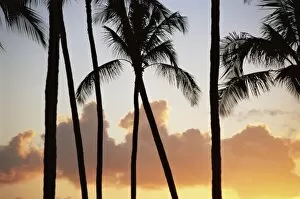 Palm trees silhouetted against clouds and sunset