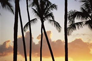 Kauai Prints: Palm trees silhouetted against clouds and sunset