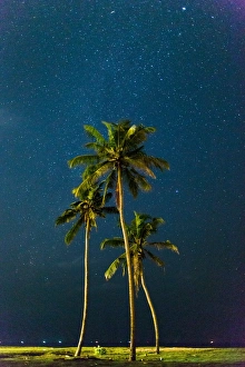 Night Sky Prints: Palm trees under stars, Sri Lanka, Asia