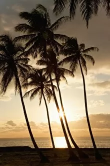 Images Dated 18th February 2009: Palm trees at sunset, Dominican Republic, West Indies, Caribbean, Central America