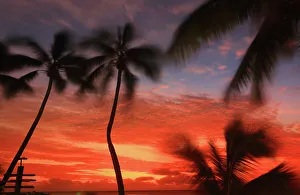 Breeze Prints: Palm trees and sunset, Edgewater Resort, Rarotonga, Cook Islands, South Pacific, Pacific