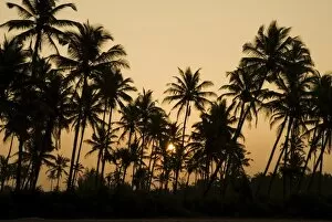 Images Dated 8th November 2006: Palm trees at sunset, Goa, India, Asia