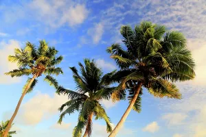 Bright Prints: Palm trees sway under a blue sky with clouds in Praslin Island, Seychelles